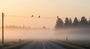 4 Crows